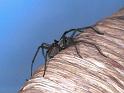 Tegenaria_parietina_F1741_Z_81_Les Gris_Frankrijk